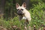 BOULEDOGUE FRANCAIS 411